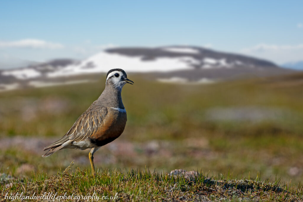 Mountain birds 2