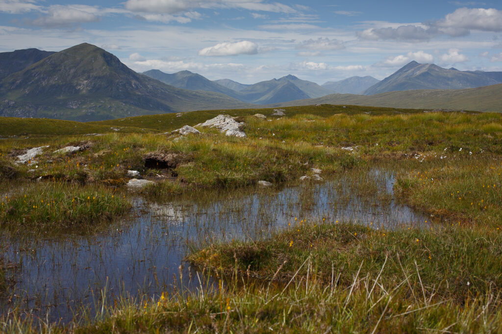 bog pools 1