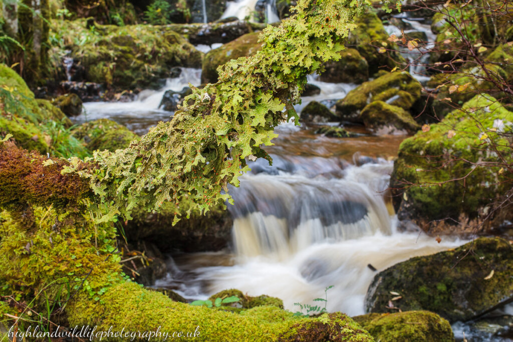 Lichen and bryophyte rich habitat