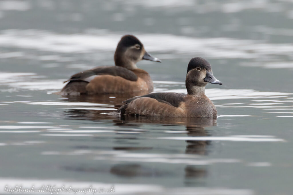 Ring-necked Duck