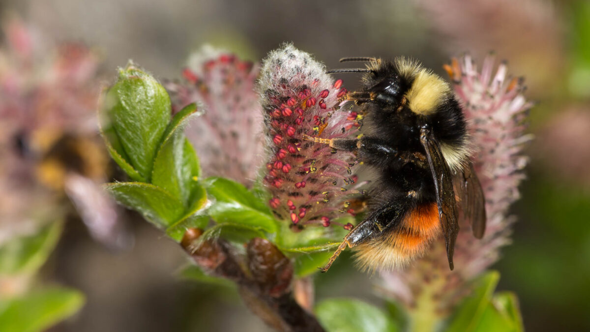 Bilberry Bumblebee