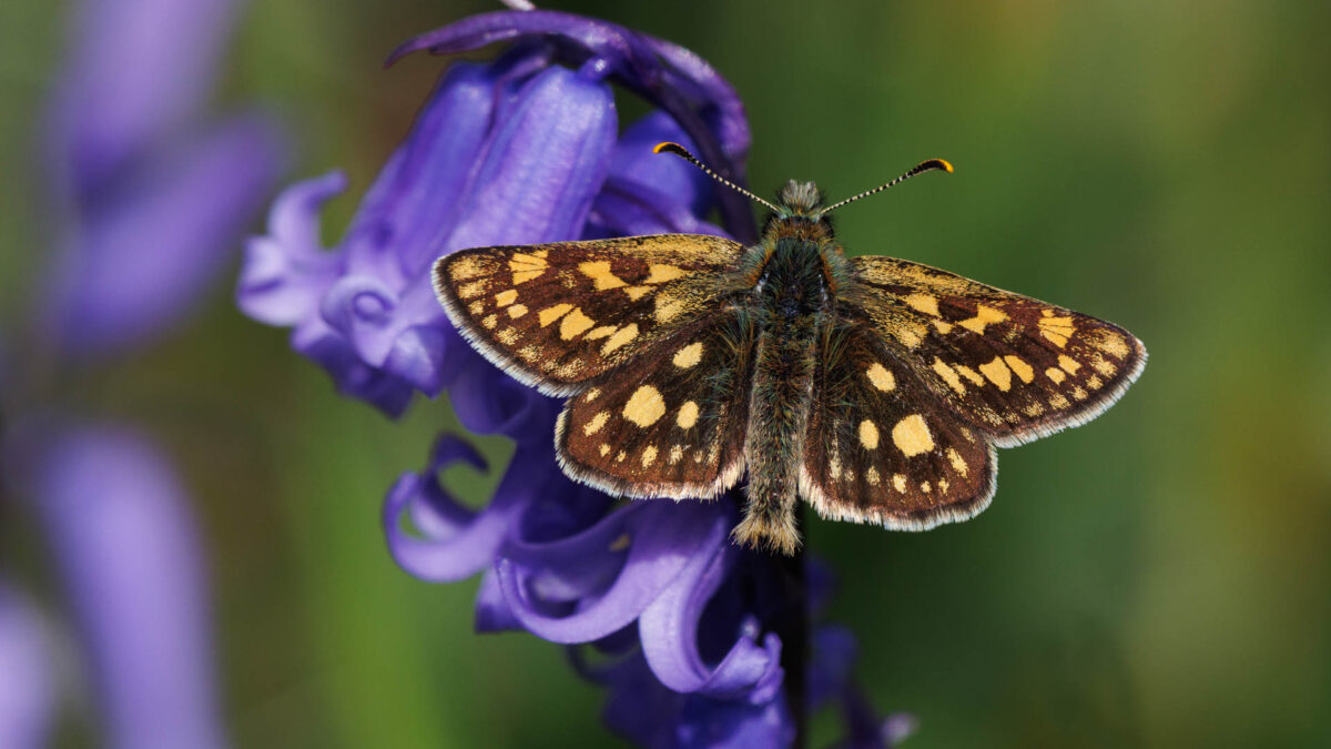 Chequered Skipper butterfly