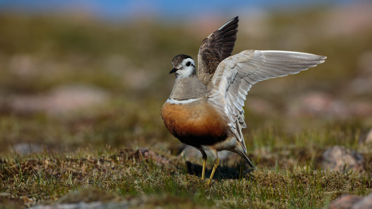 Dotterel