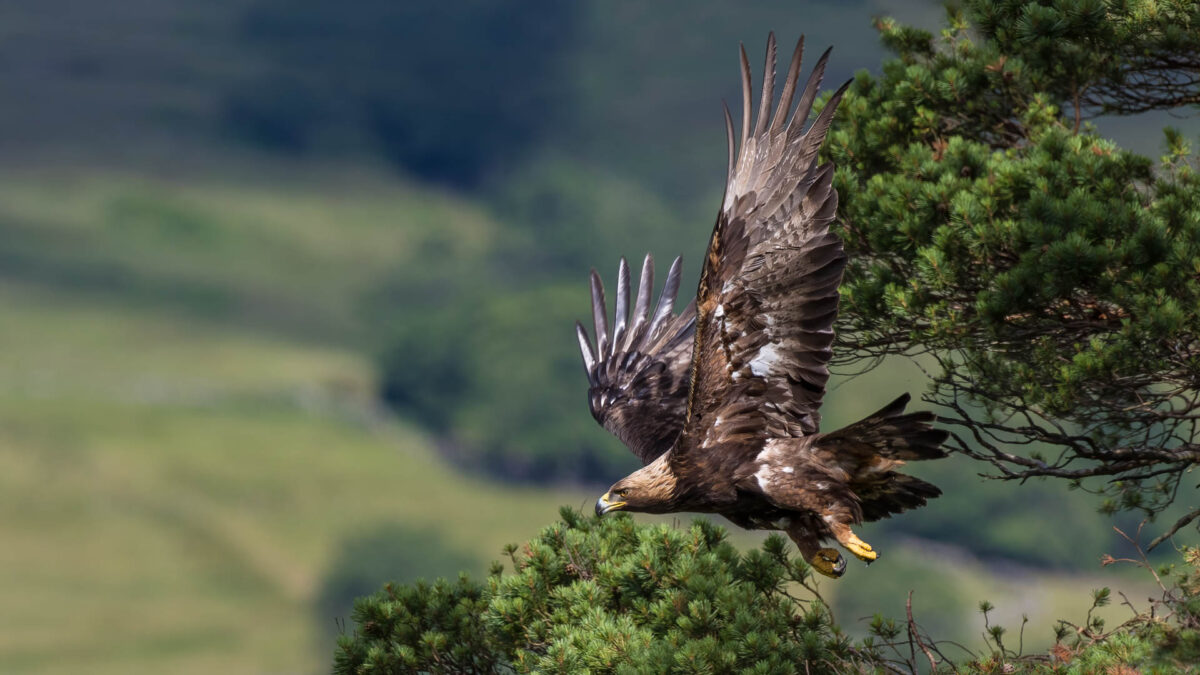 Golden Eagle