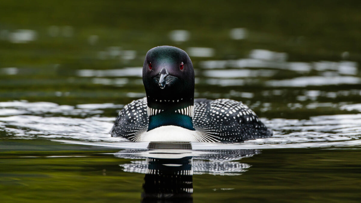 Great Northern Diver