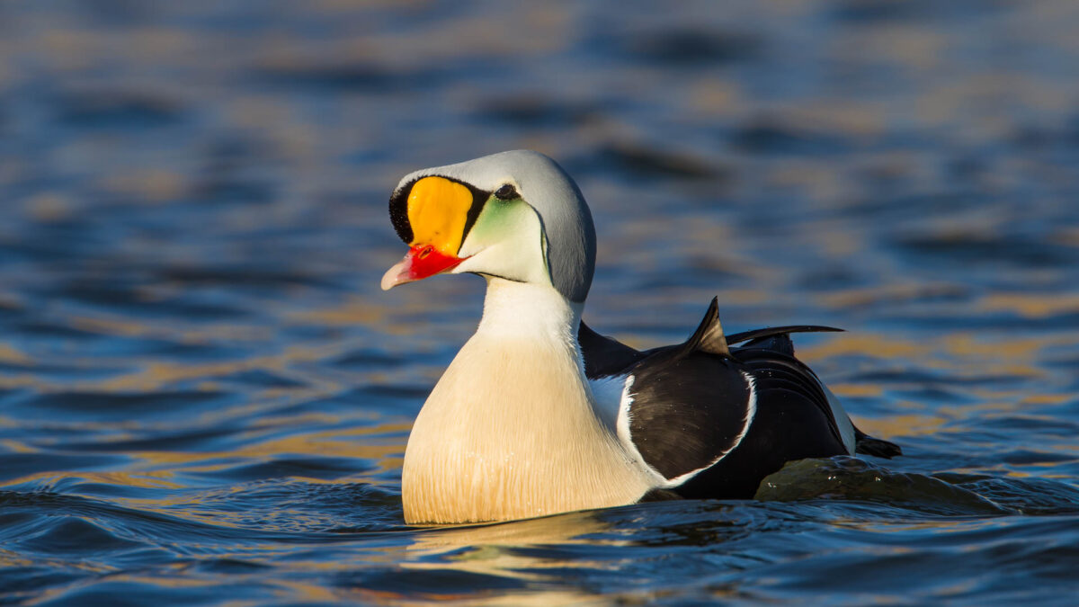 King Eider duck