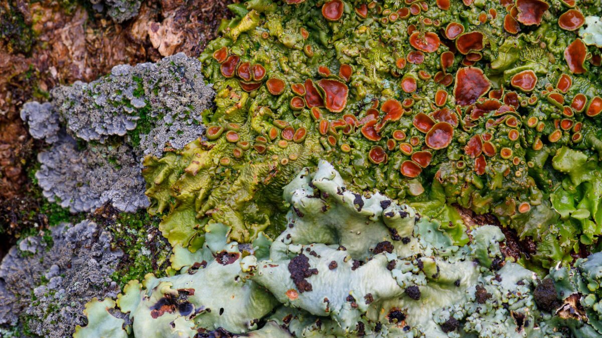 Lobarion Lichens