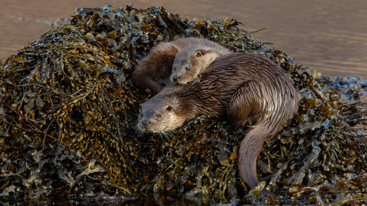 Otter with cub