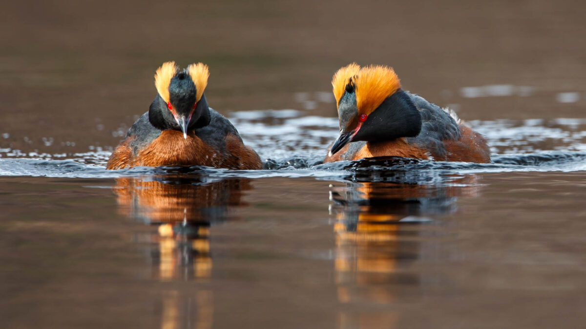 Slavonian Grebes