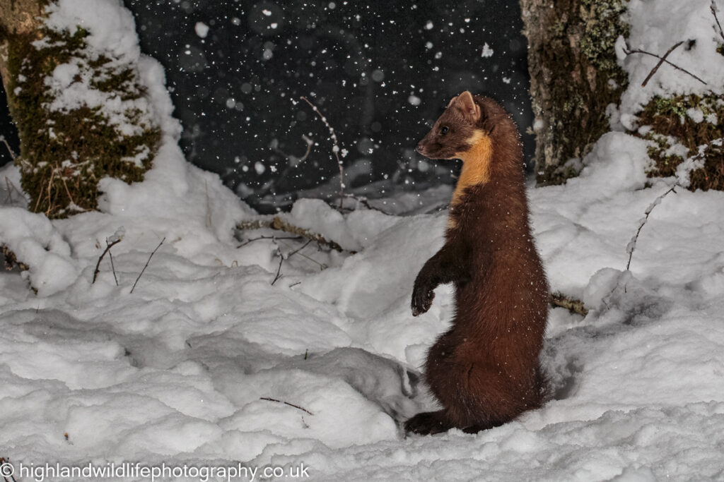 Pine Marten 8721