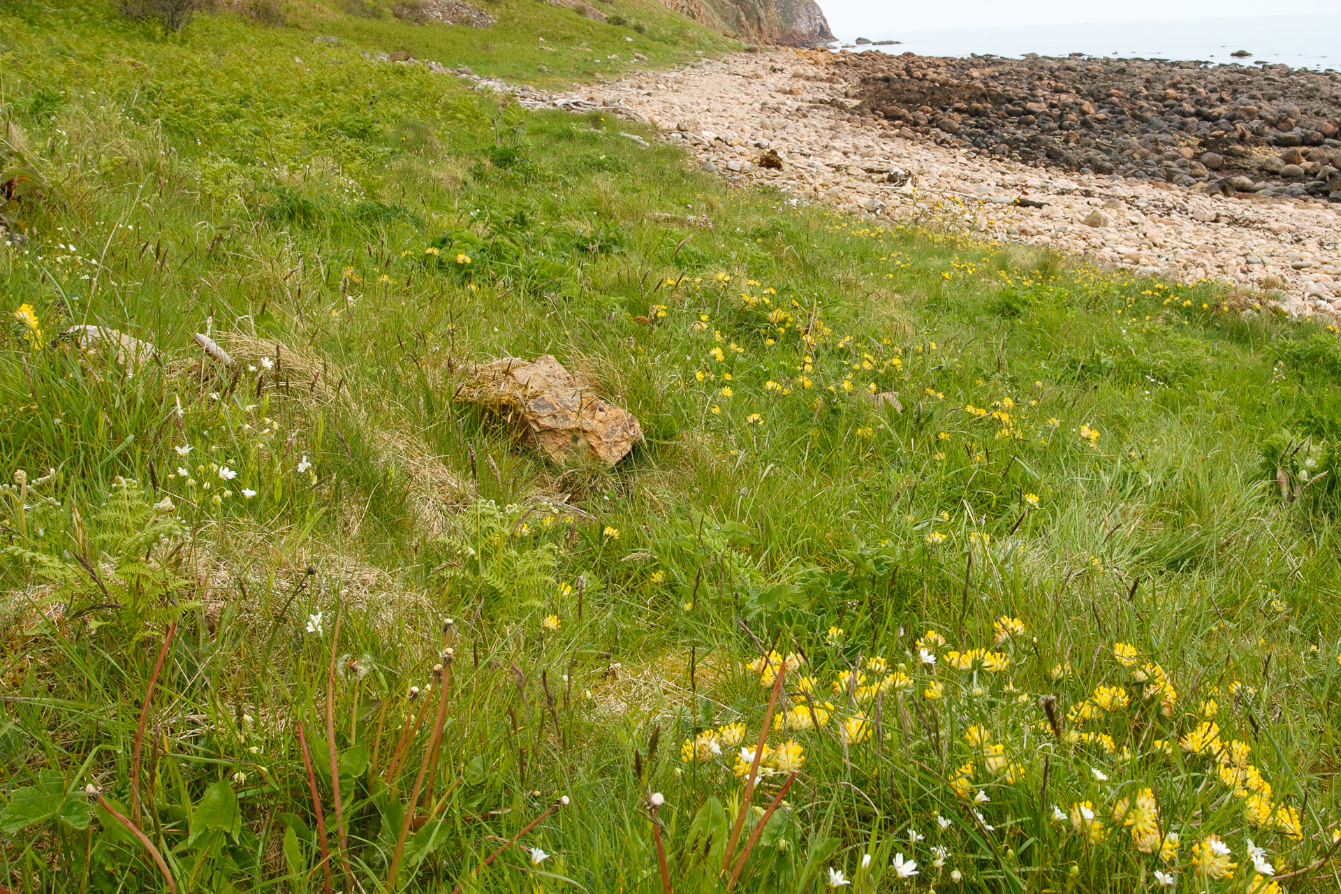 Highland Wildlife Photography background image