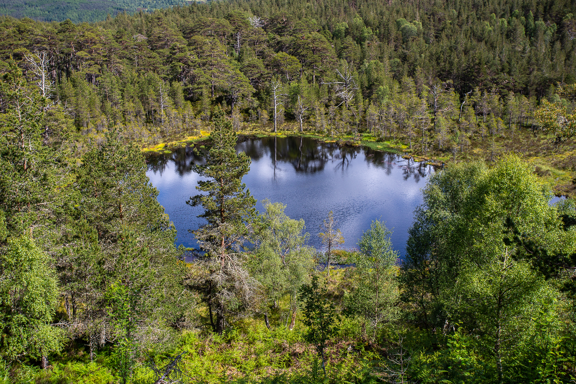 Highland Wildlife Photography background image