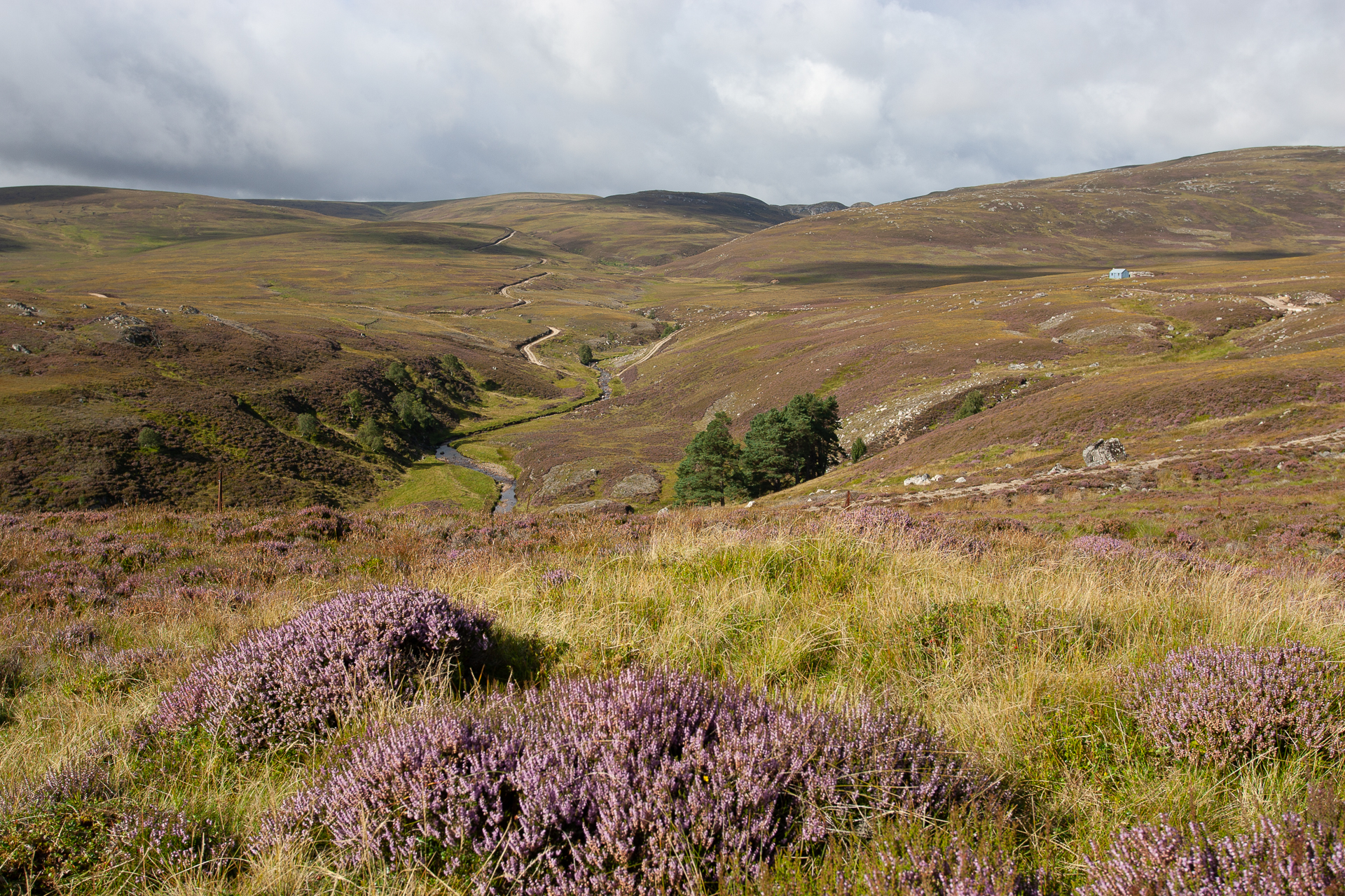 Highland Wildlife Photography background image