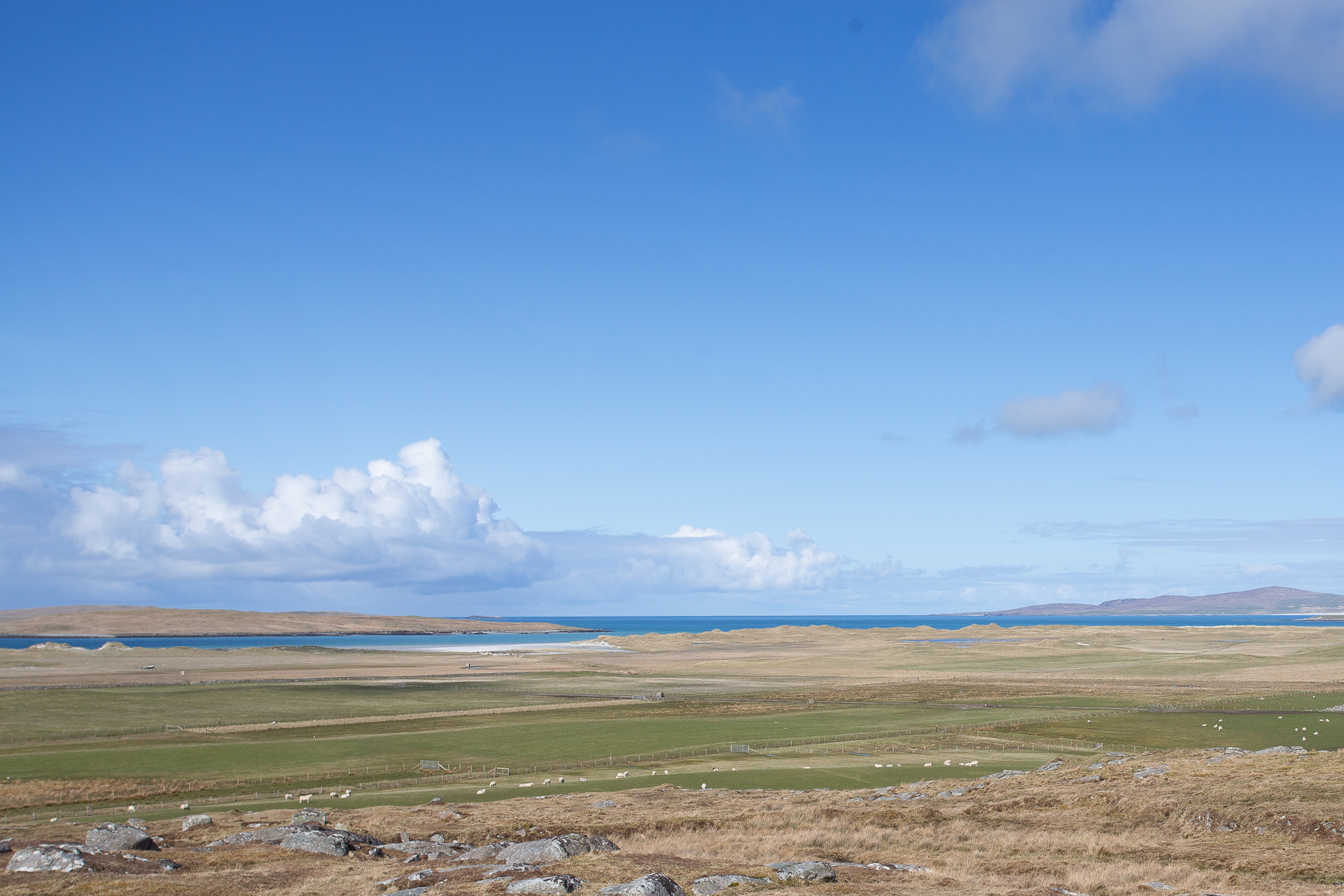 Highland Wildlife Photography background image