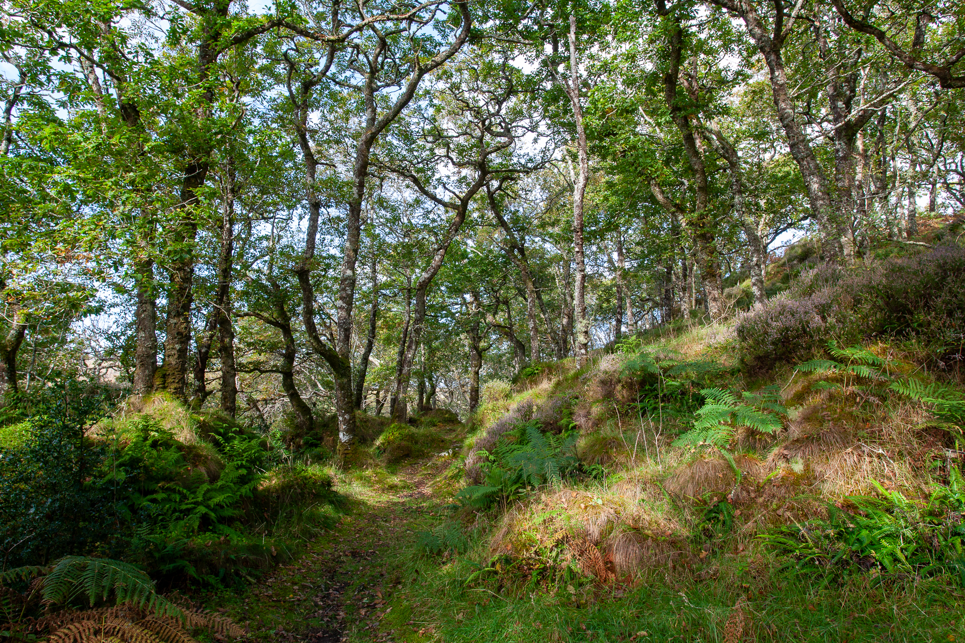 Highland Wildlife Photography background image