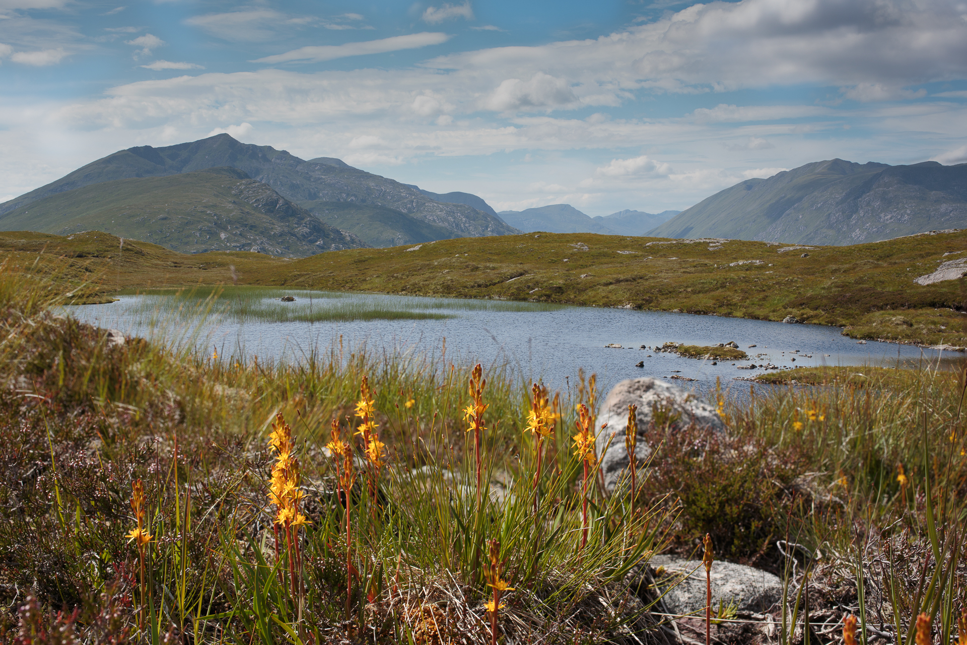 Highland Wildlife Photography background image