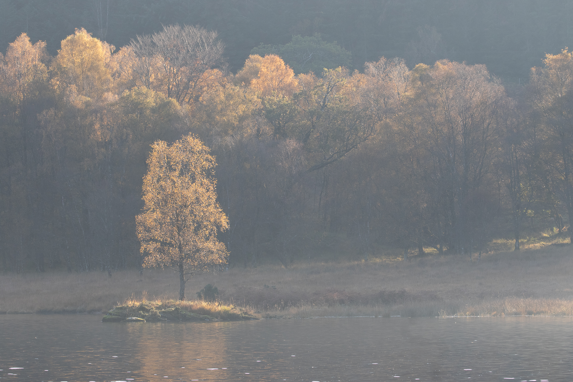 Highland Wildlife Photography background image