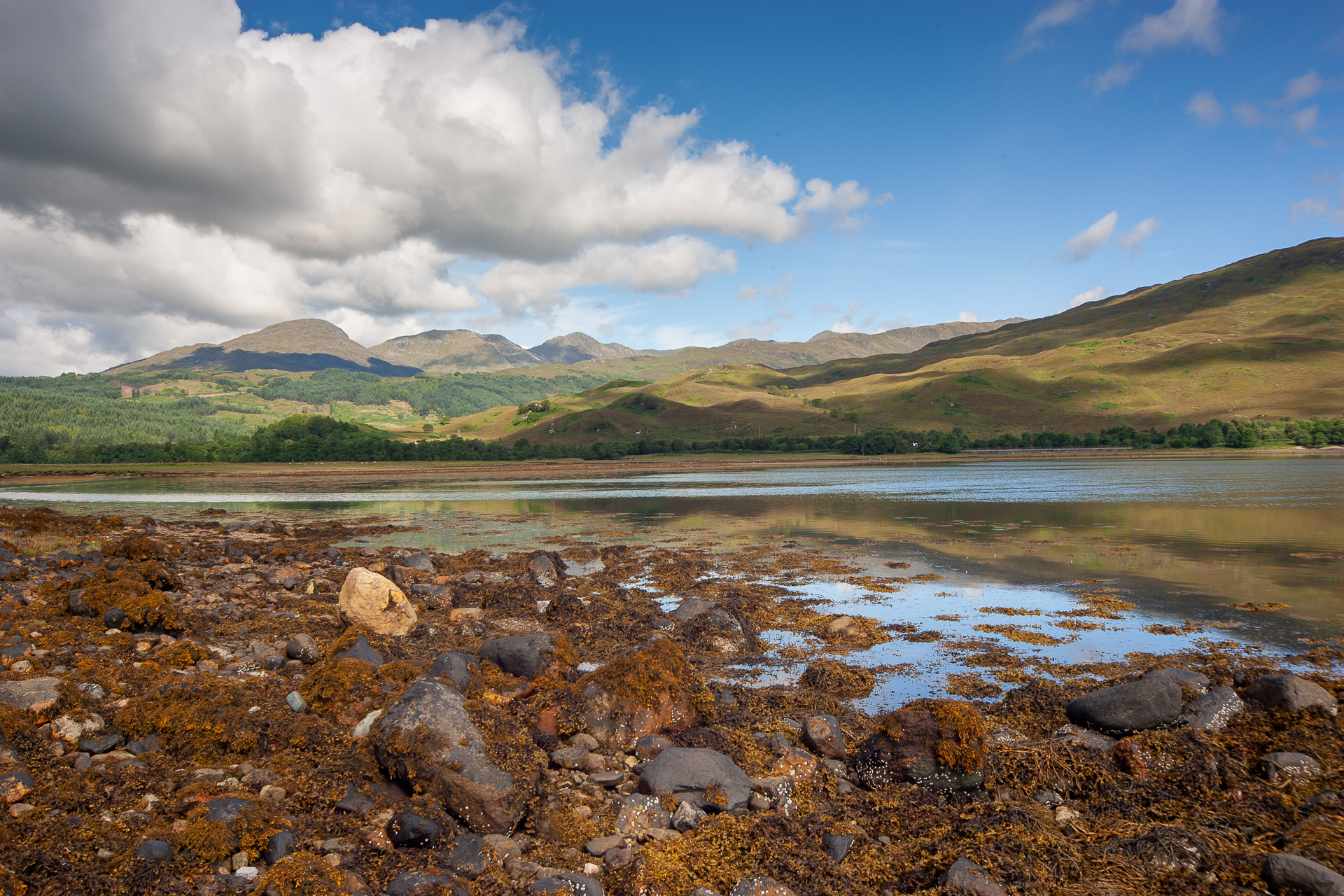 Highland Wildlife Photography background image