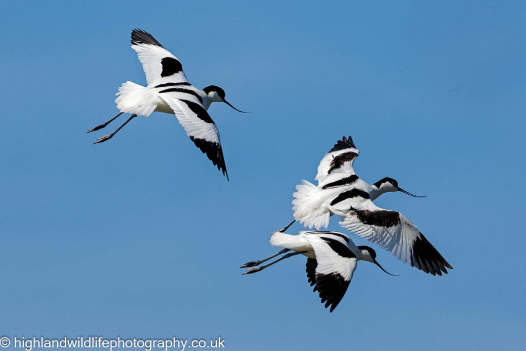 Avocets in flight 1