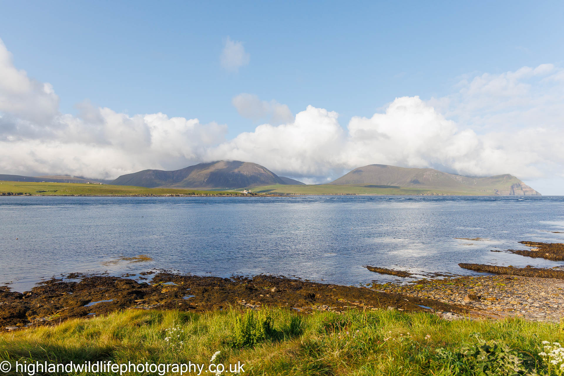 Highland Wildlife Photography background image